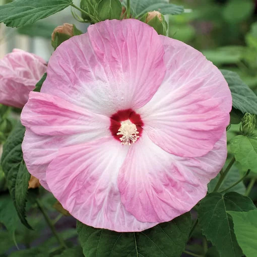 pink honeymoon flower seeds