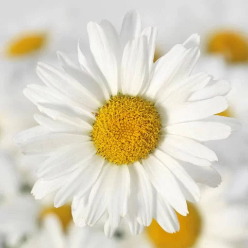 white white flower seeds