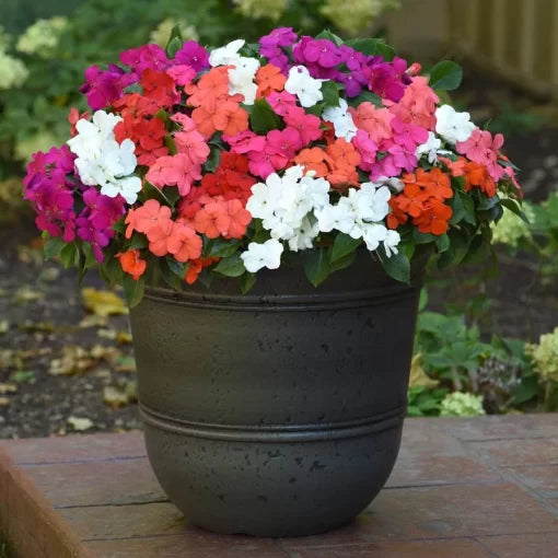 formula mix flower seeds