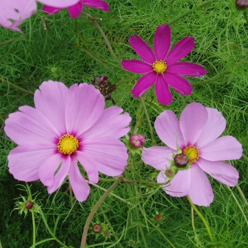 sensation mix flower seeds