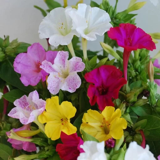four o flower seeds