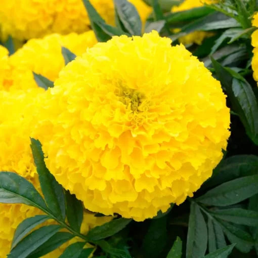 yellow golden flower seeds