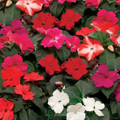xdr mix flower seeds