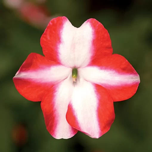 purple purple flower seeds