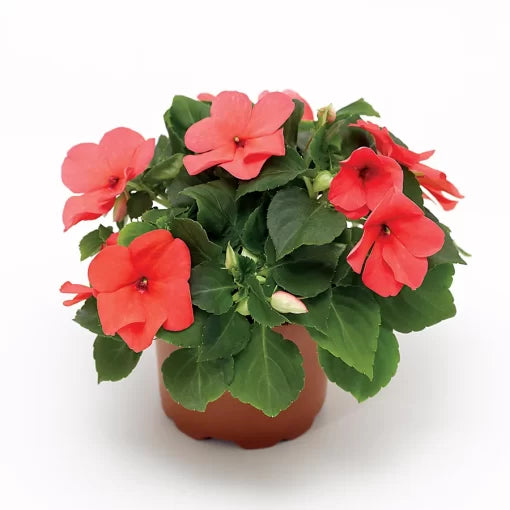 little ticker flower seeds