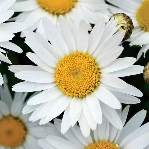 white madonna flower seeds