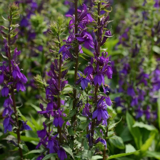 blue silver flower seeds