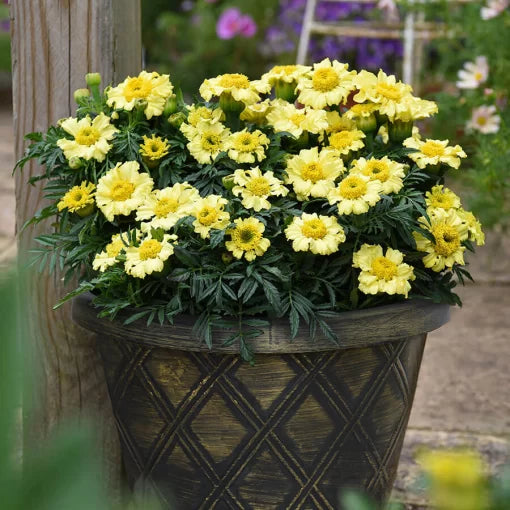 yellow daisy flower seeds
