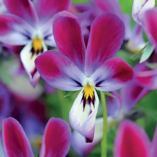 blue blue flower seeds
