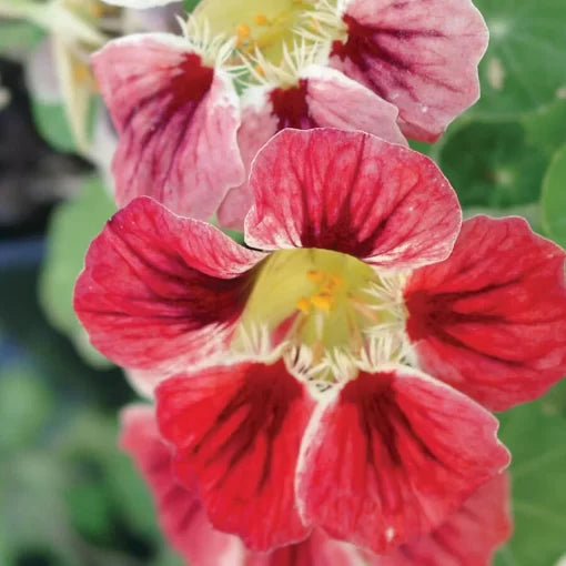 chameleon nasturtium flower seeds