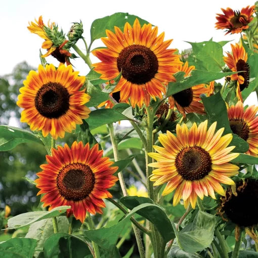 evening sun flower seeds