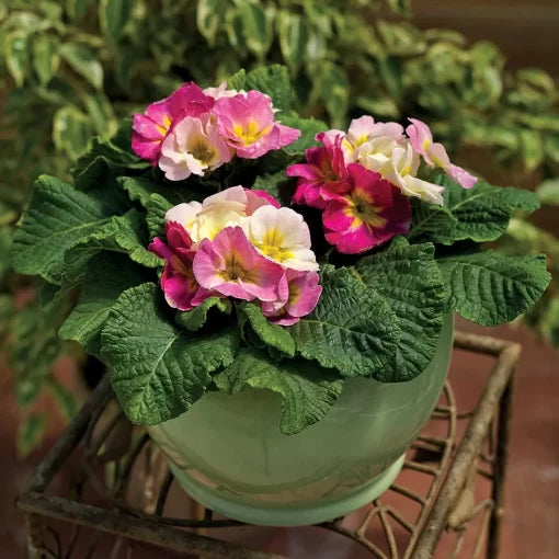 pink red flower seeds