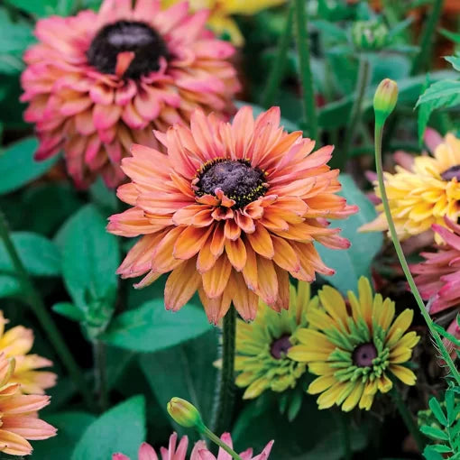 sahara mix flower seeds