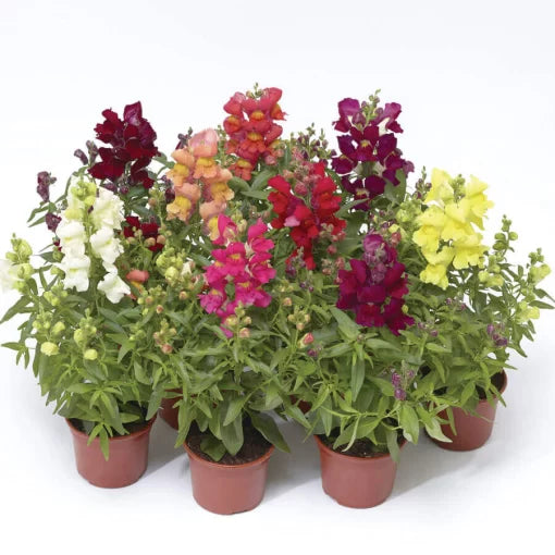 dwarf snapdragon flower seeds