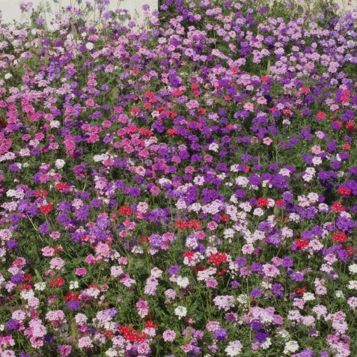 moss verbena flower seeds