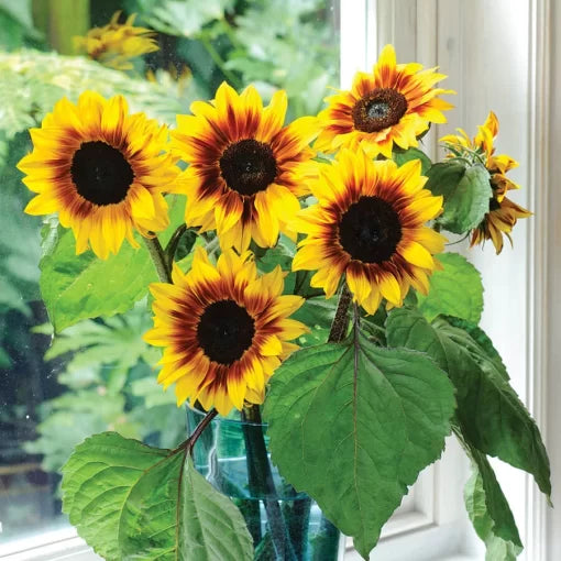 red helios flower seeds