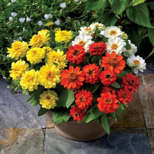 double sunrise flower seeds