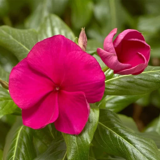 hot magenta flower seeds