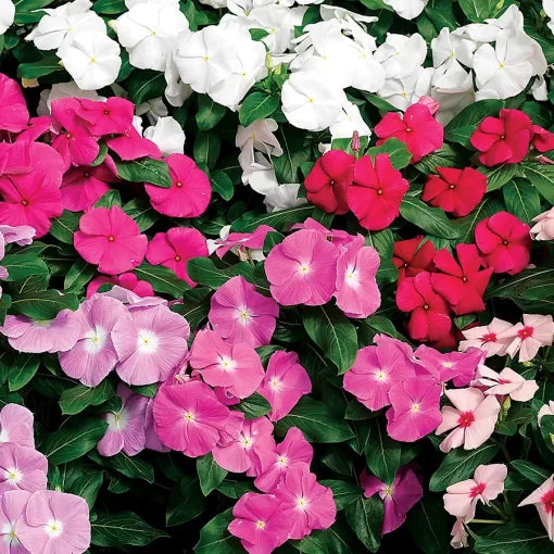 mixed vinca flower seeds