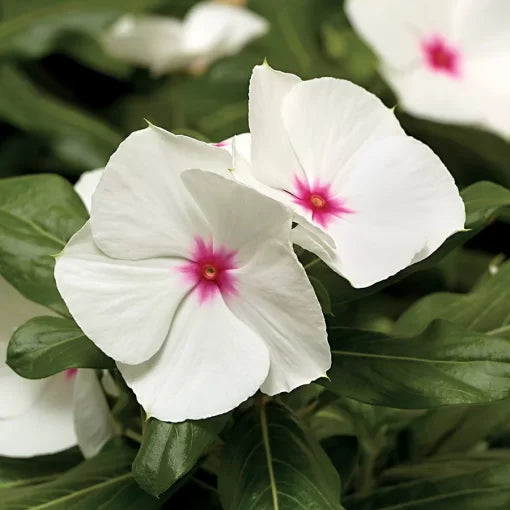 white pink flower seeds