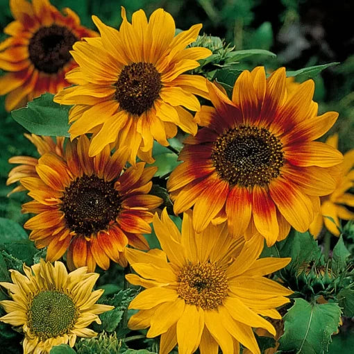 autumn time flower seeds