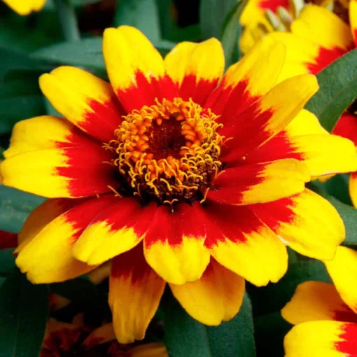 red yellow flower seeds