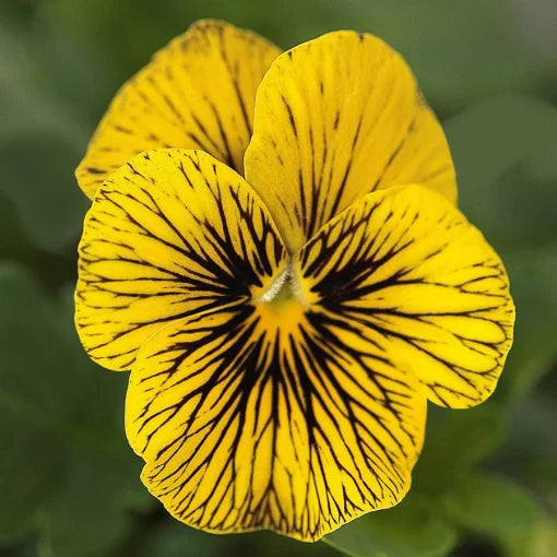 tiger eye flower seeds