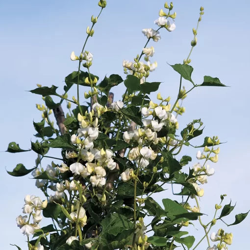 yellow soluna flower seeds