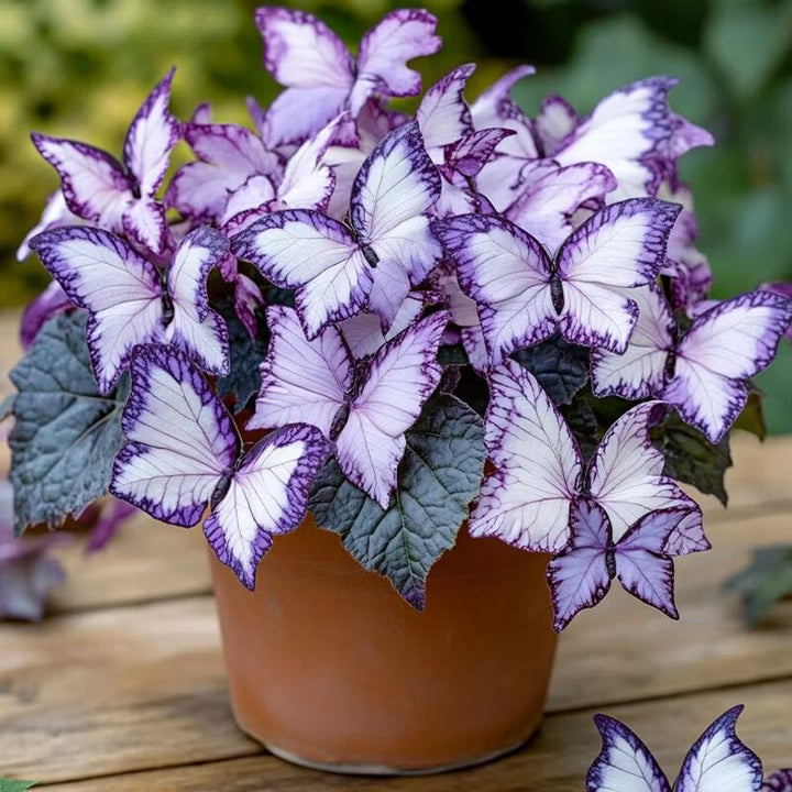 Moonlight Butterfly Begonia Flower Seeds Purple and White Heirloom Non-GMO High Germination Seeds for Planting