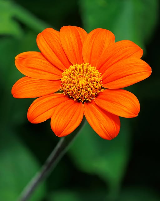 Oranger Tithonia Diversifolia Blumensamen – Alte Sorte, gentechnikfrei, keimstarke Bio-Samen
