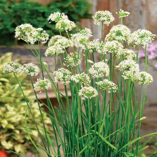 autumn bee flower seeds