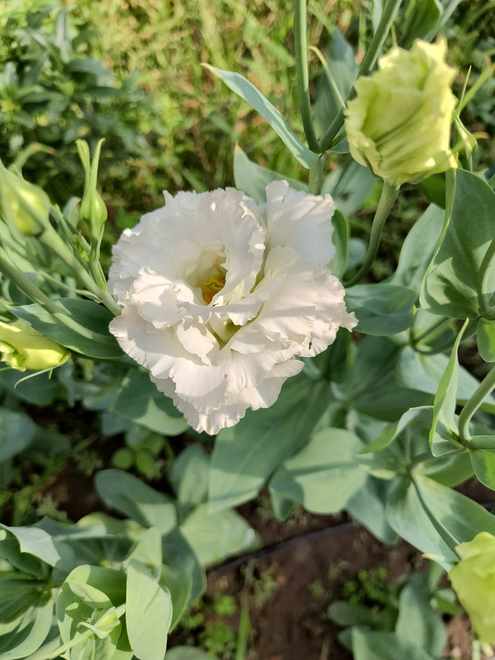Semillas de Flor de Eustoma Grandiflorum Blanca – Semillas Tradicionales No Modificadas Genéticamente de Alta Germinación