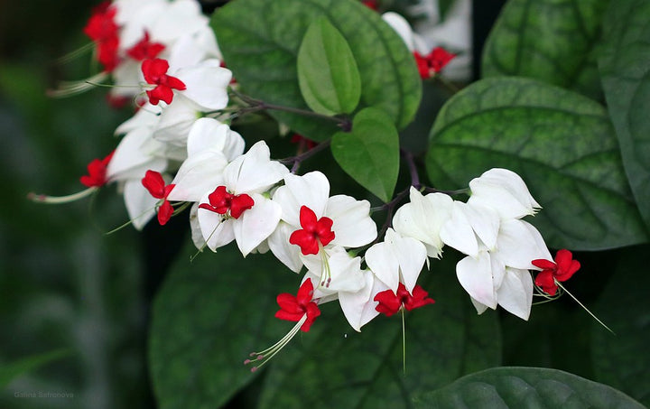 Clerodendrum Thomsoniae Flower Seeds for Planting – Heirloom Non-GMO High Germination