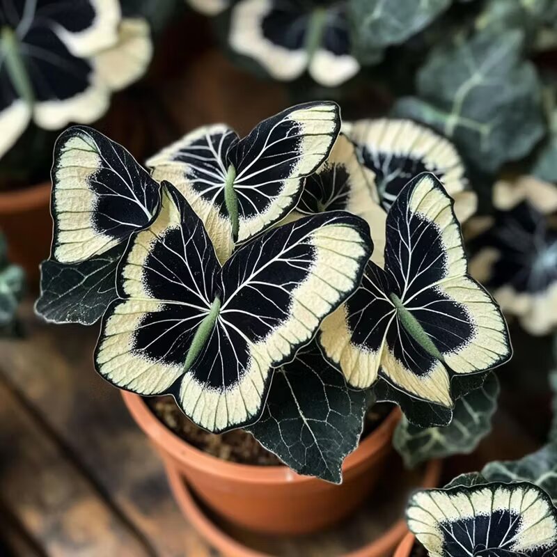 Moonlight Butterfly Begonia Flower Seeds - Cream | Heirloom Non-GMO Seeds for Planting, High Germination