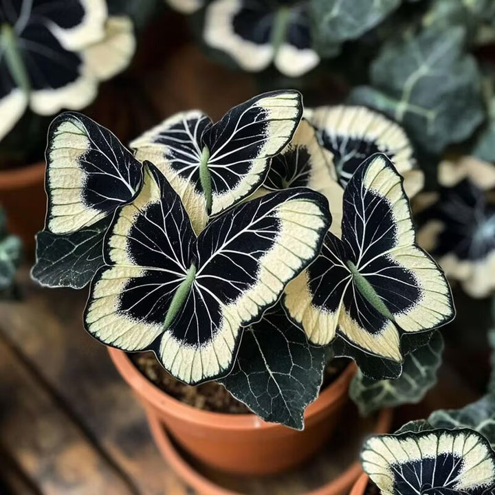 Moonlight Butterfly Begonia Flower Seeds - Cream | Heirloom Non-GMO Seeds for Planting, High Germination