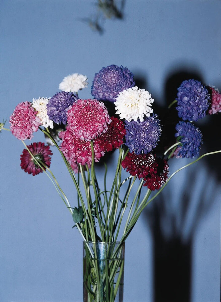 Mixed Scabiosa Flower Seeds – Heirloom, Non-GMO, High Germination Seeds