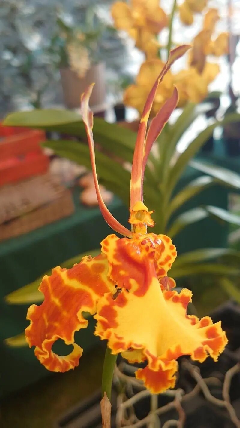 Orange Psychopsis Mariposa Flower Seeds – Heirloom, Non-GMO Seeds