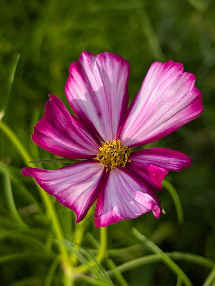 Pink White Cosmos Flower Seeds for Planting Heirloom Non-GMO High Germination Organic Garden Seeds