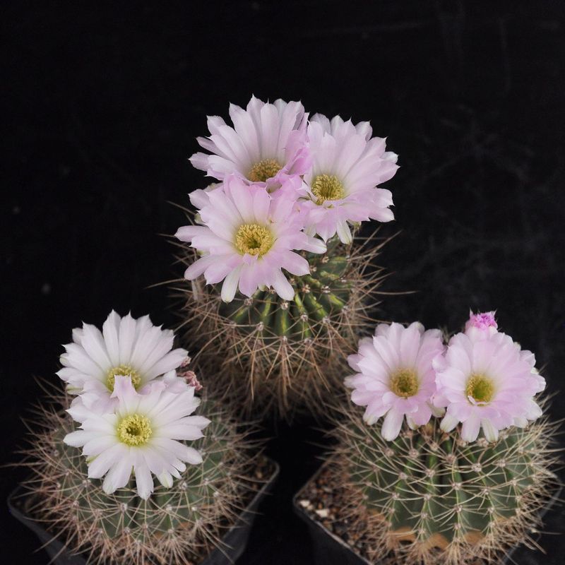 Giant Cactus Flower Seeds White – Heirloom, Non-GMO, High Germination Seeds