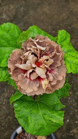 Giant Hibiscus Flower Seeds Brown For Growing – Heirloom, Non-GMO Seeds