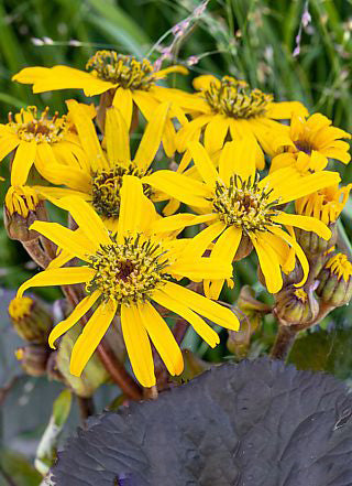 Ligularia Flower Seeds – Heirloom, Non-GMO, High Germination Seeds