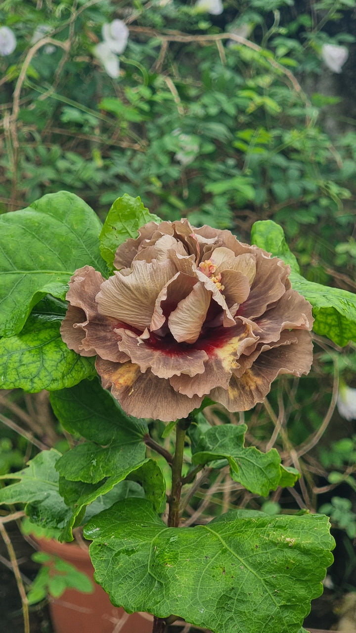 Giant Hibiscus Flower Seeds Brown For Growing – Heirloom, Non-GMO Seeds