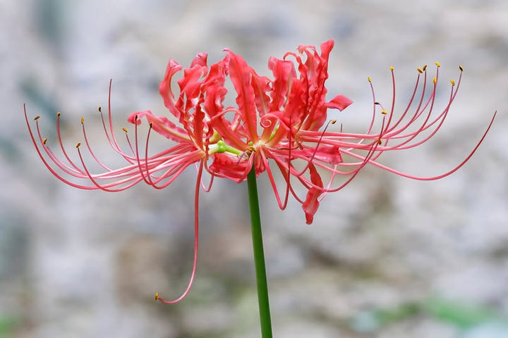 Red Lycoris Flower Seeds – Heirloom, Non-GMO, High Germination Seeds
