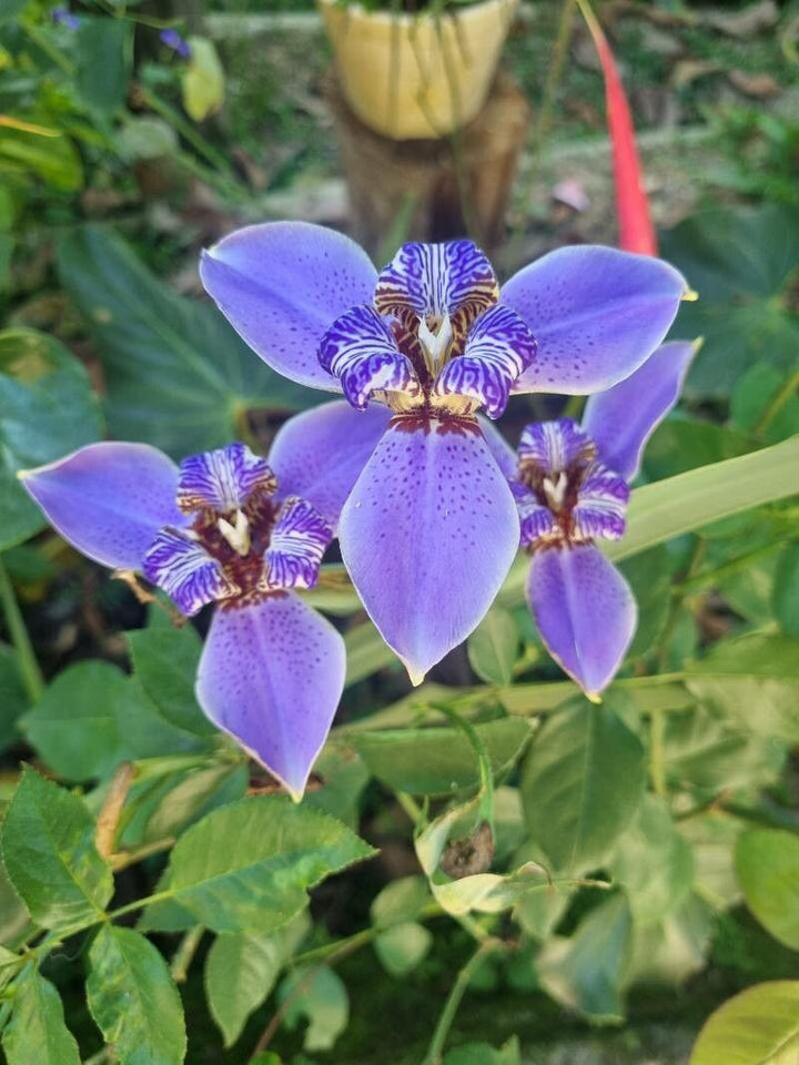 Neomarica Flower Seeds – Heirloom, Non-GMO, High Germination Seeds