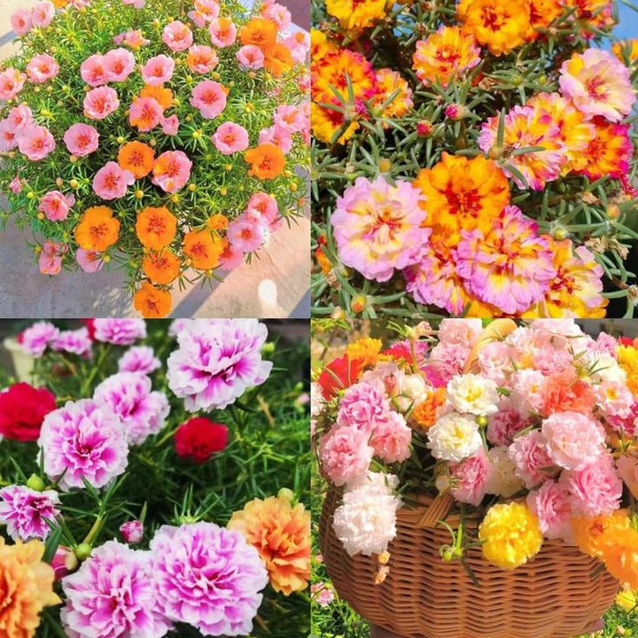 Gemischte Rose Portulaca Blumensamen zum Pflanzen – Alte Sorte, gentechnikfrei, hohe Keimfähigkeit, Bio-Gartensamen