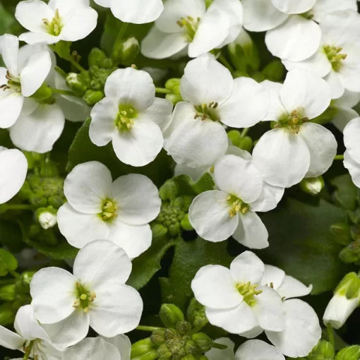 white white flower seeds