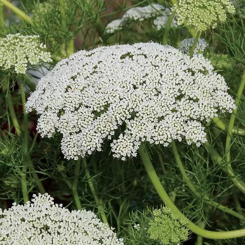 green green flower seeds