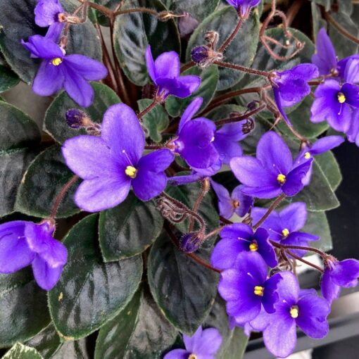 violet violet flower seeds