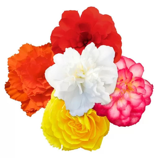 joy mix flower seeds