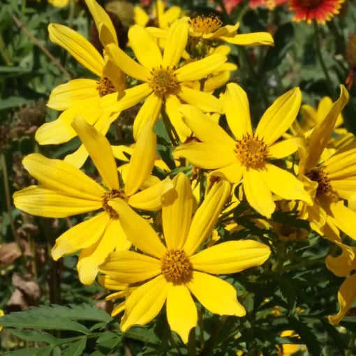 yellow tickseed flower seeds
